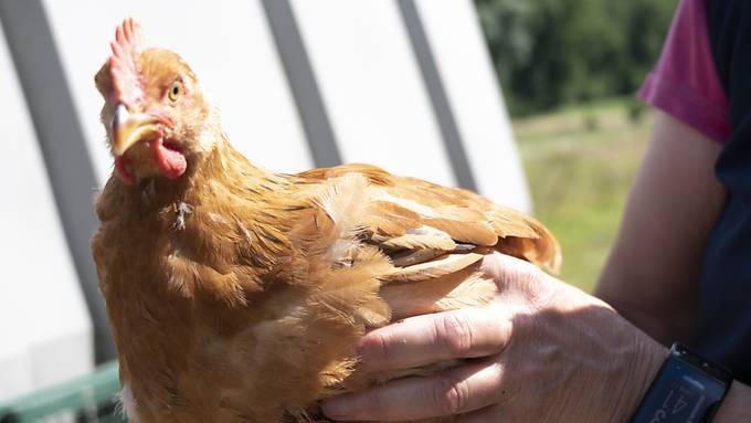 Bauer (40) wegen fehlendem Vogelgrippe-Schutz verurteilt