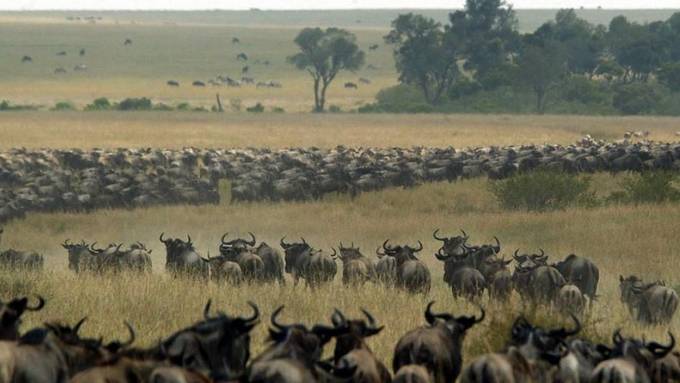 Bevölkerungswachstum schadet der Serengeti