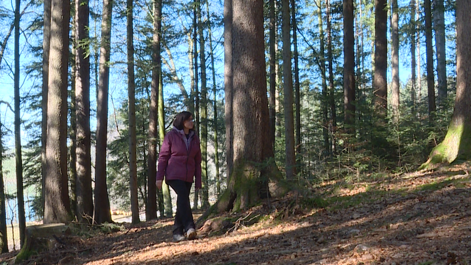 Wellness im Wald – Erholung für Körper und Geist durch Waldbaden