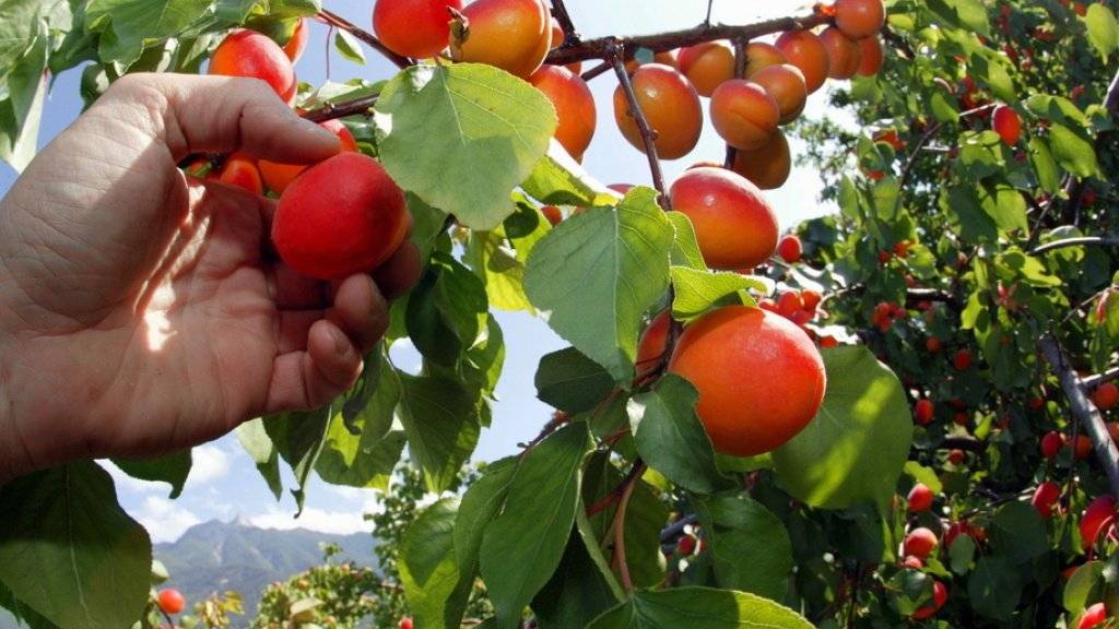 Hervorragende Aprikosenernte im Wallis dank optimalem Wetter. Die rund 150 Walliser Produzenten produzieren 97 Prozent der Schweizer Aprikosen und decken die Hälfte des Verbrauchs in der Schweiz. (Archivbild)