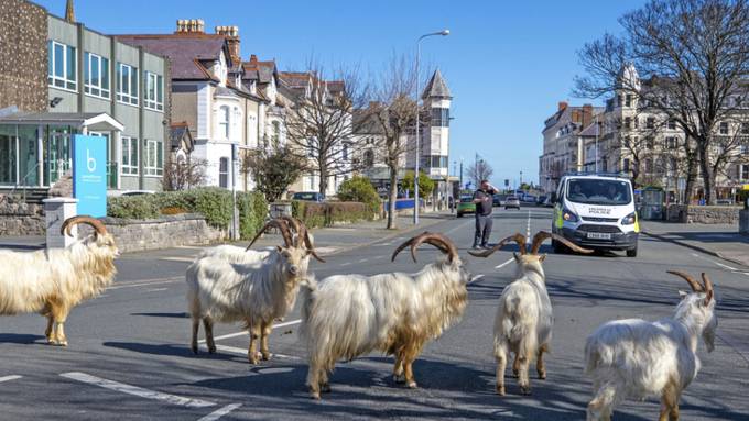 Kaschmir-Ziegen erobern Küstenort in Wales