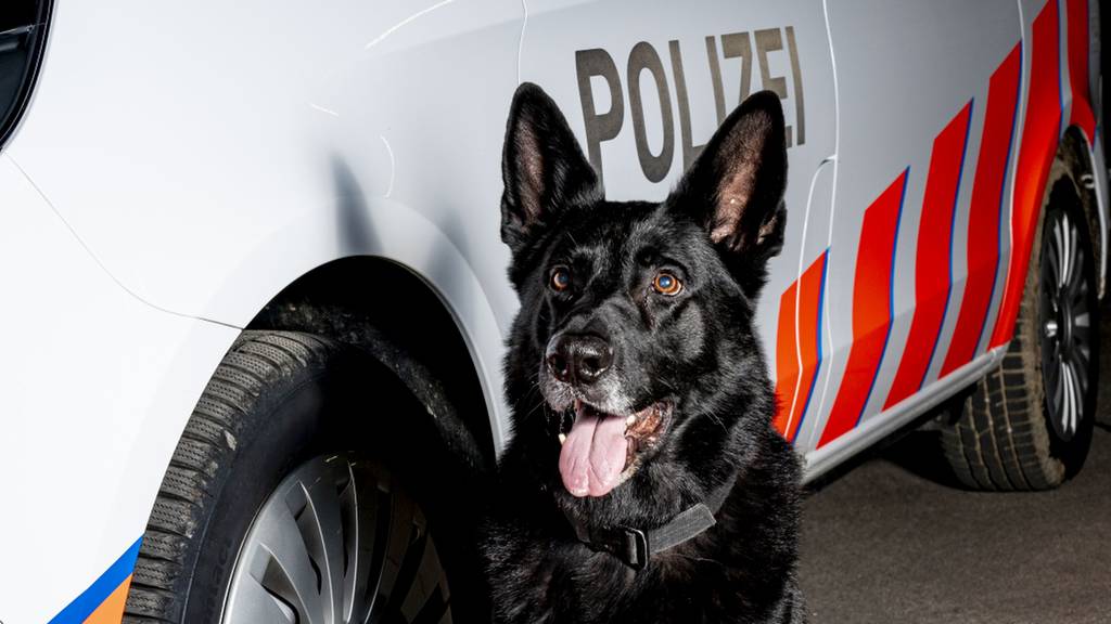 Kantonspolizei Aargau Polizeihund Kantos
