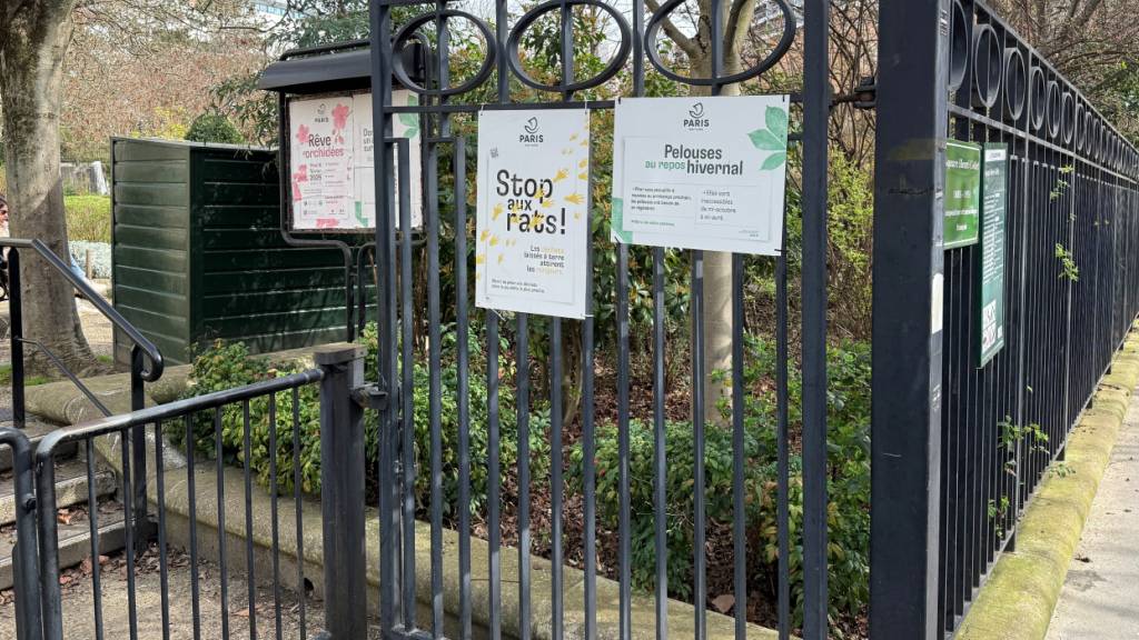 Wahlkampf in Paris - Millionen Ratten sorgen für Streit