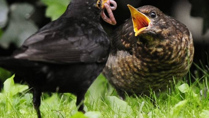 Stunde der Gartenvögel: Fast 70'000 Vögel gemeldet