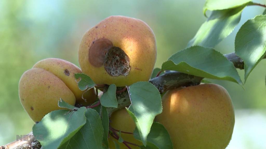 Erneute Unwetter angekündigt: Bauern bangen um Ernte