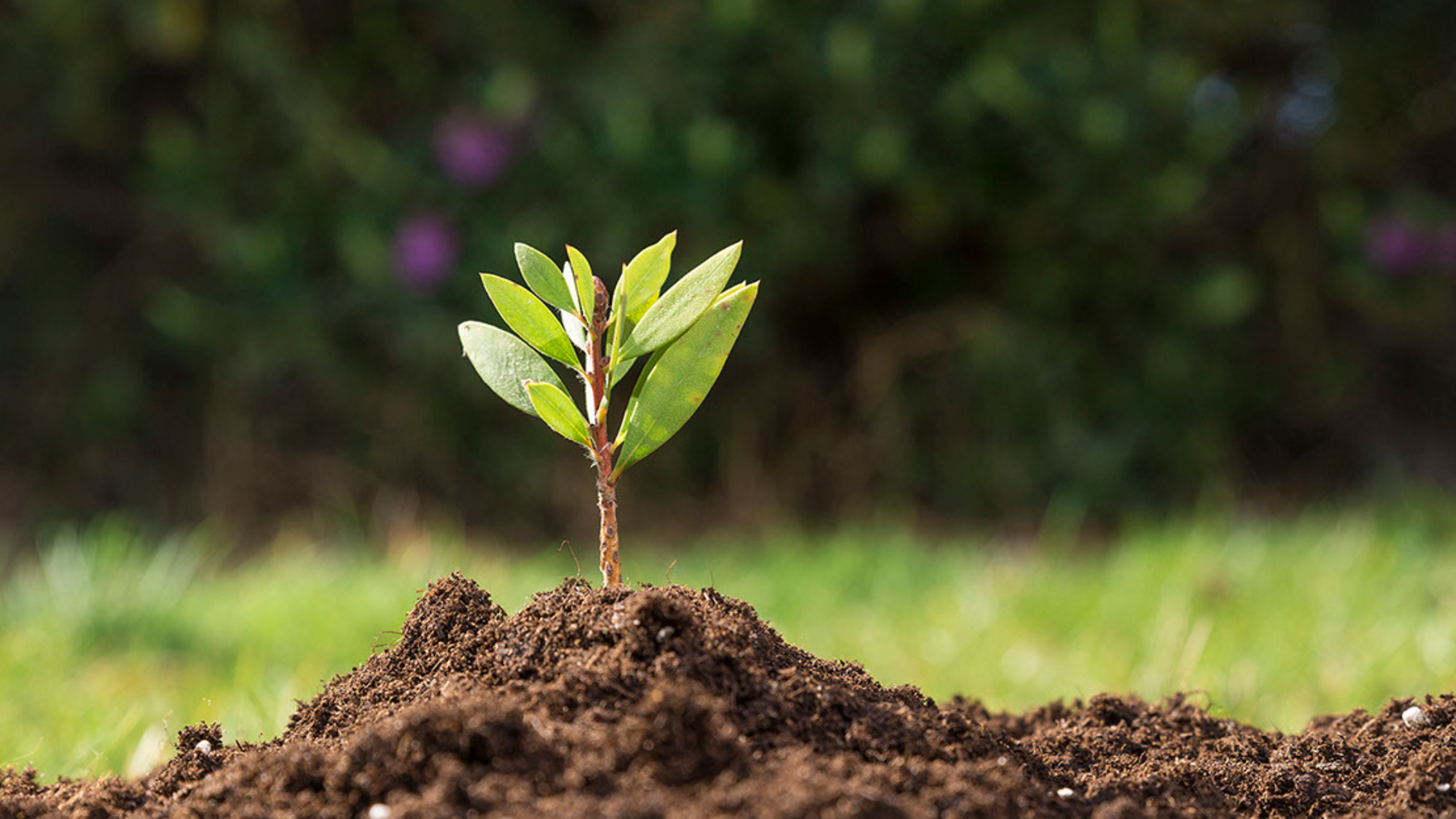 Central Podcast Milchkafi