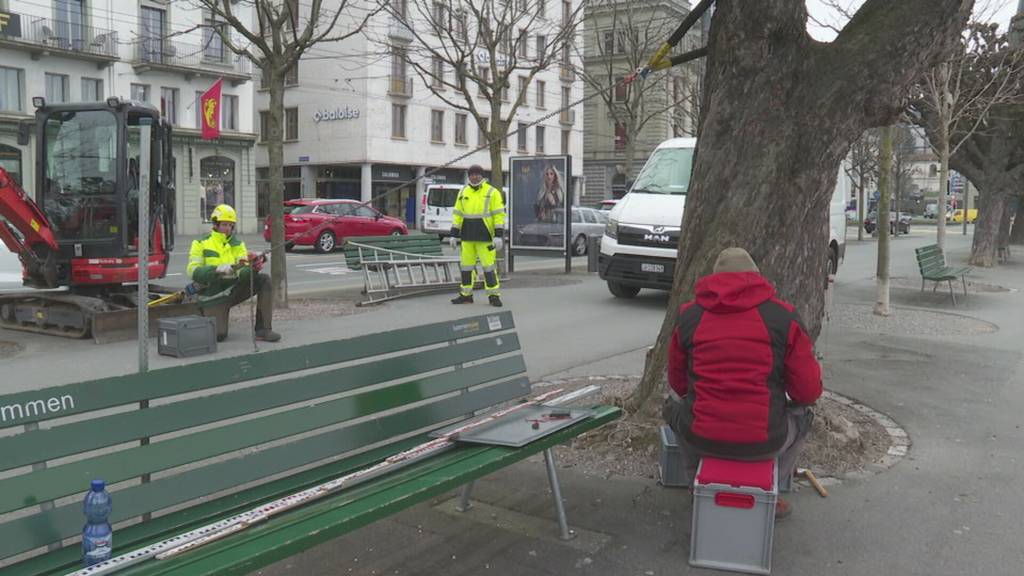 Bäume werden auf Standfestigkeit getestet