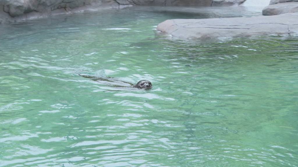 Berner Seehunde zurück im Tierpark