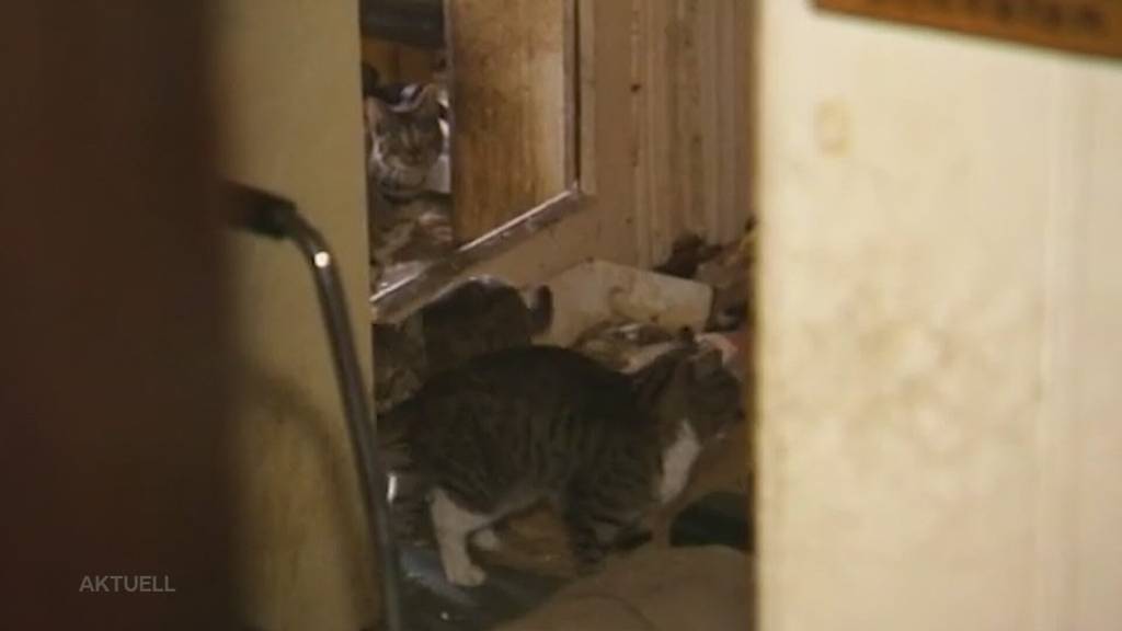 Tiermessies: Im Aargau gibt es mehr Fälle von schwerer Verwahrlosung