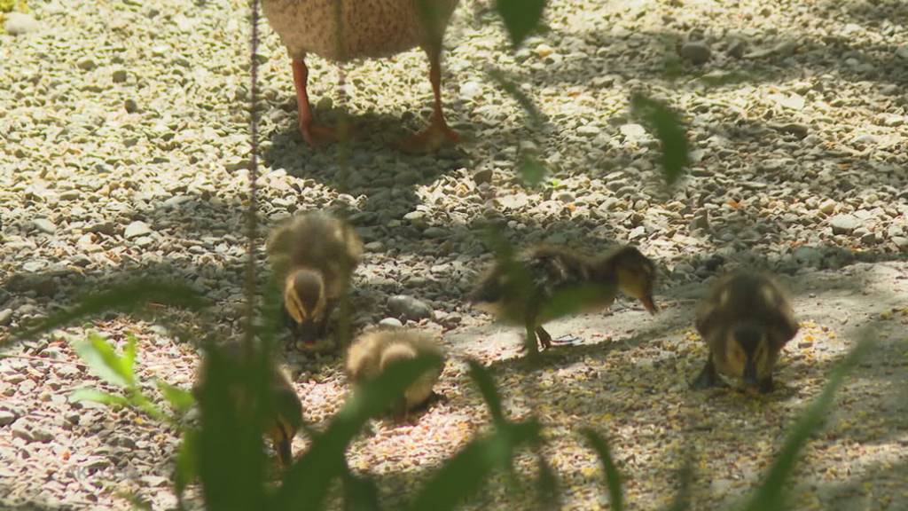Entenrettung: Der Weiherverein Menziken kümmert sich um den Nachwuchs
