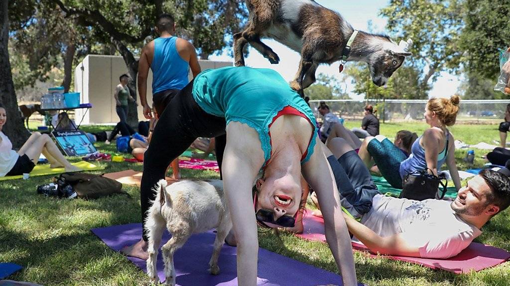 Yoga mit Ziegen soll die Teilnehmer besonders beruhigen und entspannen. (Archivbild)