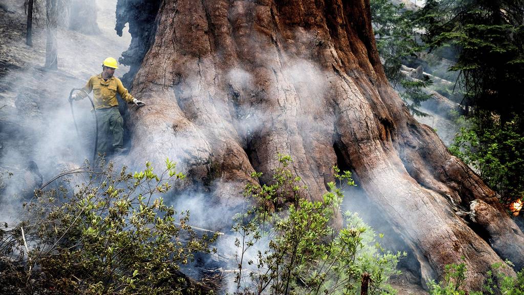 Waldbrände bedrohen 3000 Jahre alte Mammutbäume
