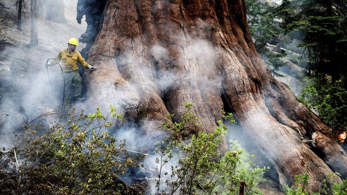 Waldbrände bedrohen 3000 Jahre alte Mammutbäume