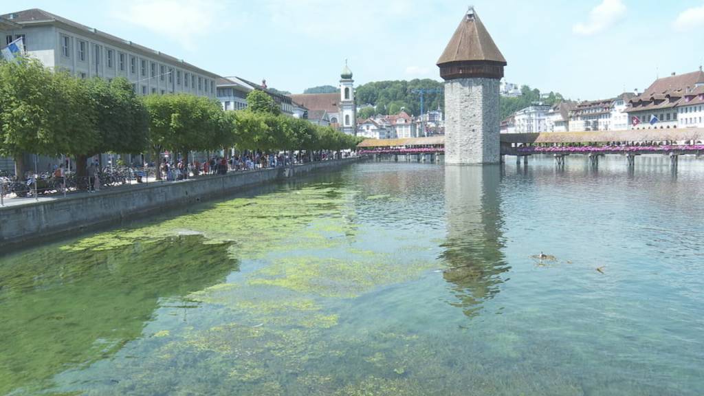 Algen direkt vor der Kapellbrücke