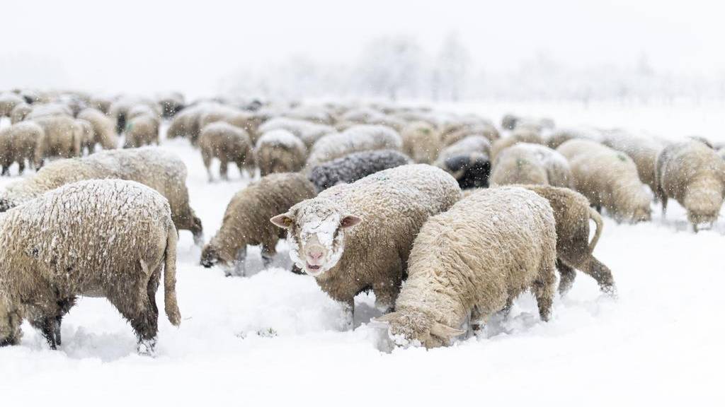 Viel Licht ist für Schafe im Winter wichtig.
