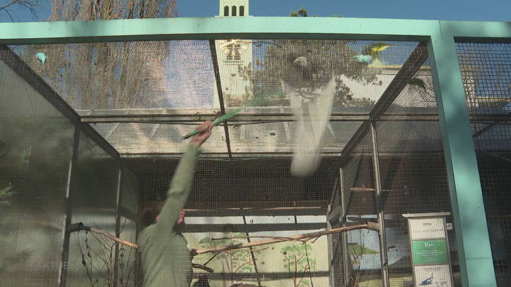 Vogelvoliere Olten: 120 Tiere ziehen um