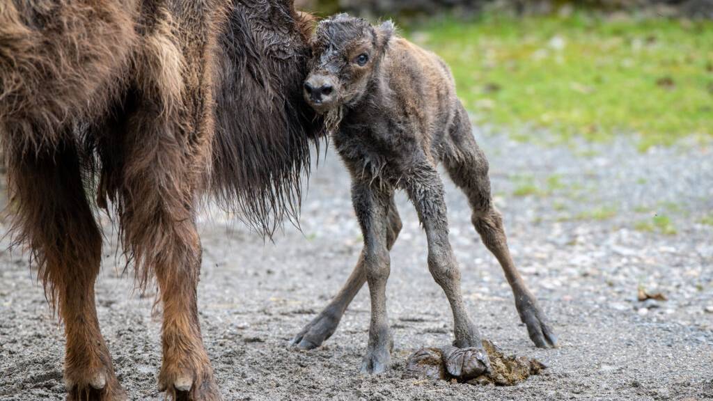 Im Tierpark Goldau ist ein Wisent-Baby geboren