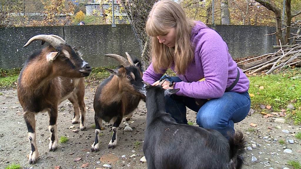 Tierische Unterstuetzung