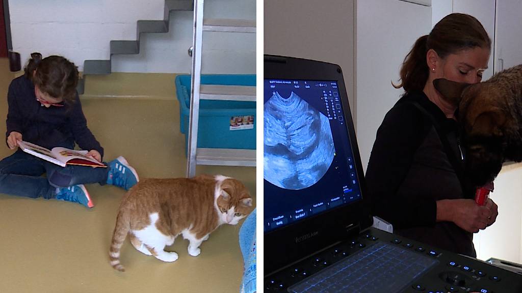 «Kinder lesen Katzen vor» / Trächtigkeits-Ultraschall