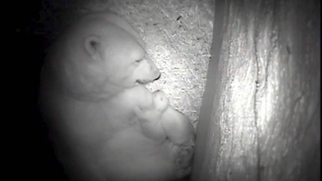 Die Bremerhavener Eisbärenmutter Valeska mit Baby Lale im Januar 2014. Ähnlich dürfte sie derzeit ihr neues Baby betreuen. (Archiv)