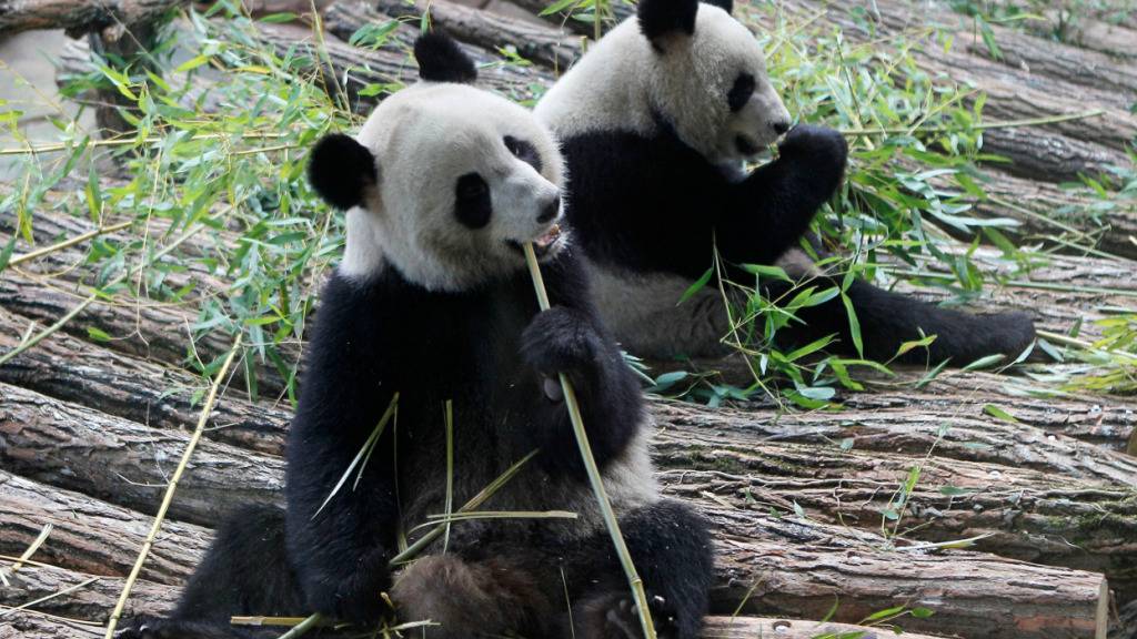 Grund für die Rückkehr sind gesundheitliche Probleme des Weibchens Huan Huan (links im Bild). China hatte die beiden Pandas seit 2012 an Frankreich ausgeliehen. (Archivbild)