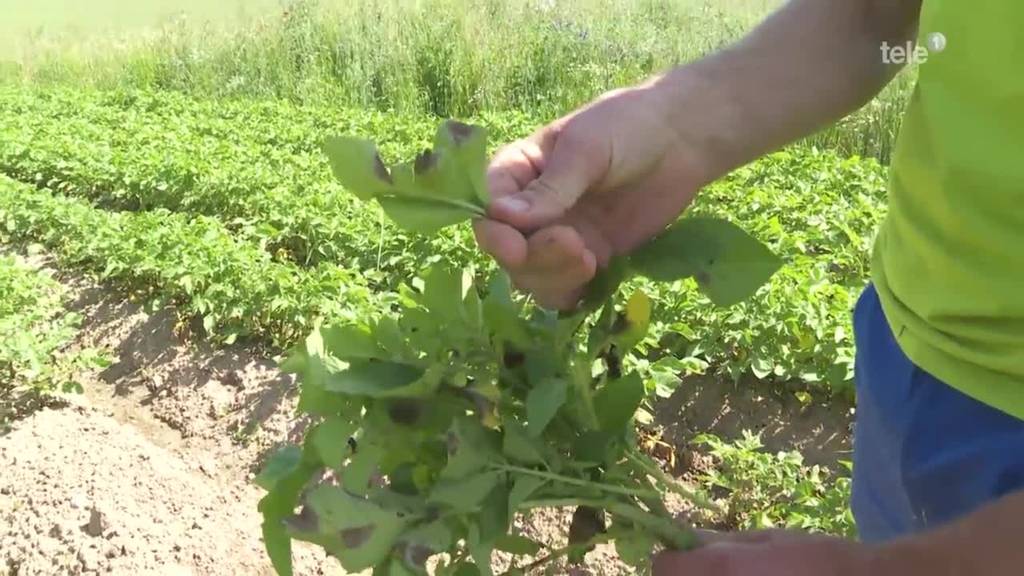 Bio-Bauern fürchten um ihren Ruf – ein Beispiel aus Beromünster