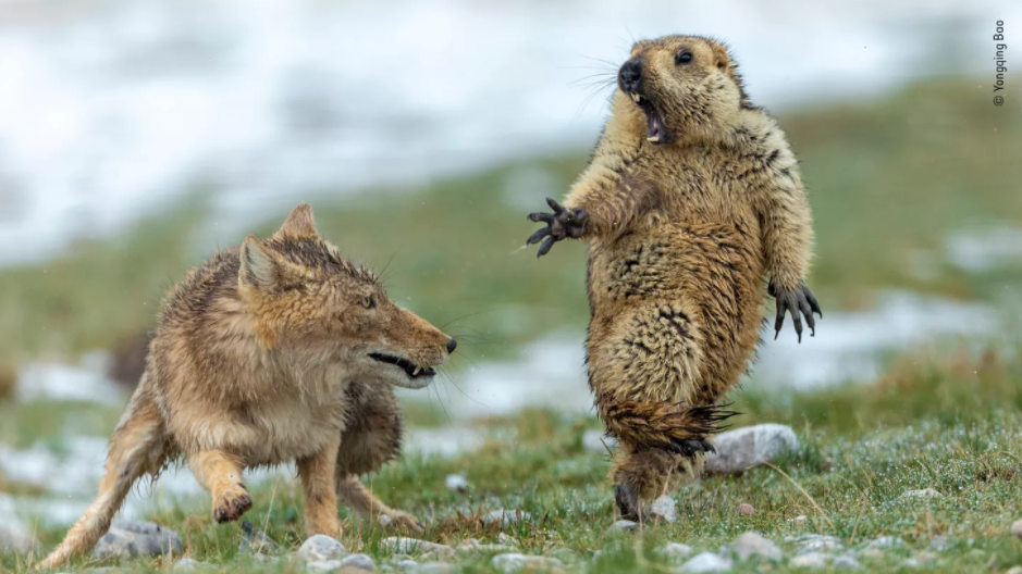 Murmeltier und Fuchs