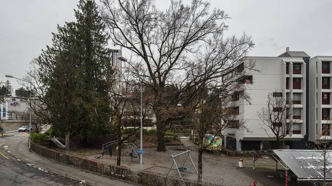 Stadt Luzern muss Strasse verschieben, um Baum zu retten