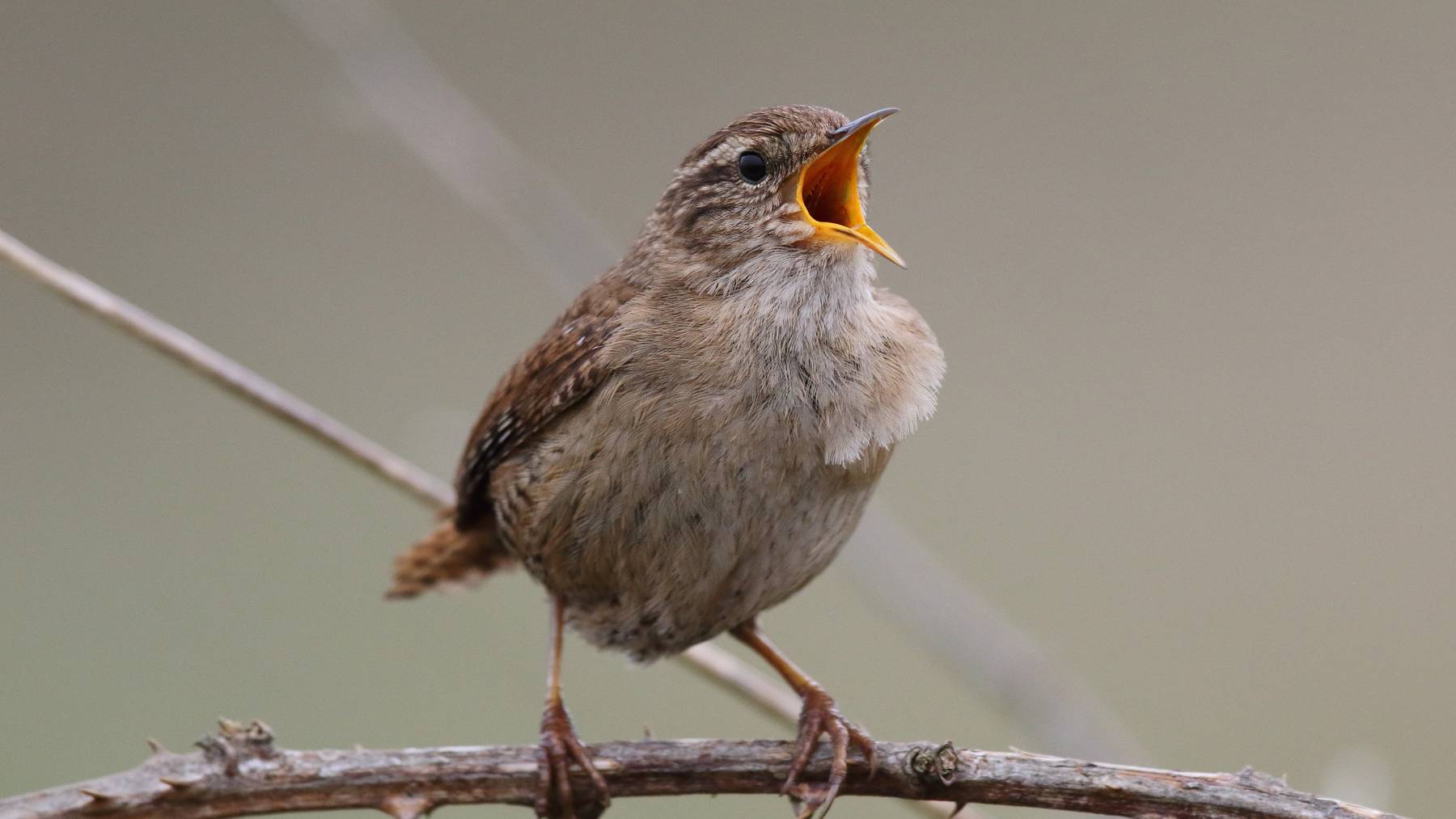 Vogel singend