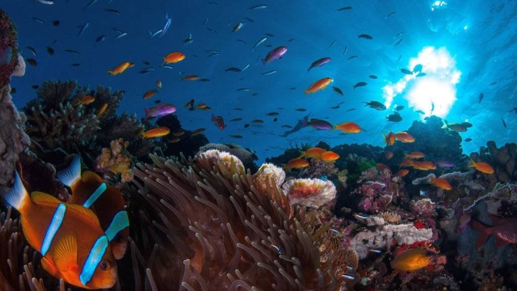 Mit einem milliardenschweren Aktionsplan will Australien die beispiellose Korallenbleiche über Hunderte Quadratkilometer am Great Barrier Reef lindern. (Archivbild)