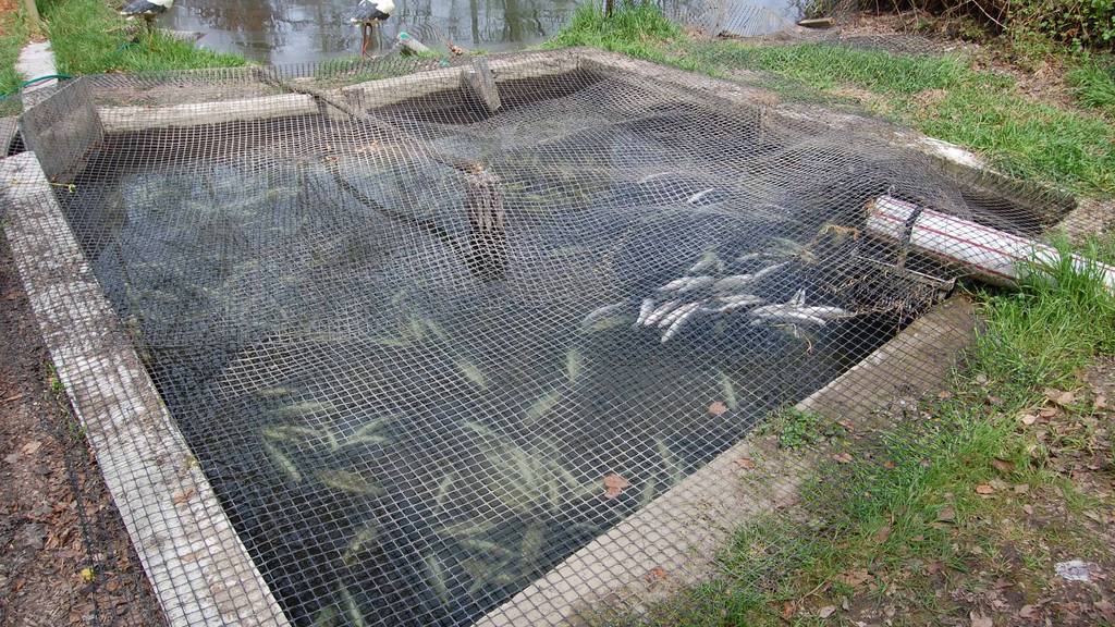 Ebikon: Mehrere hundert Fische tot