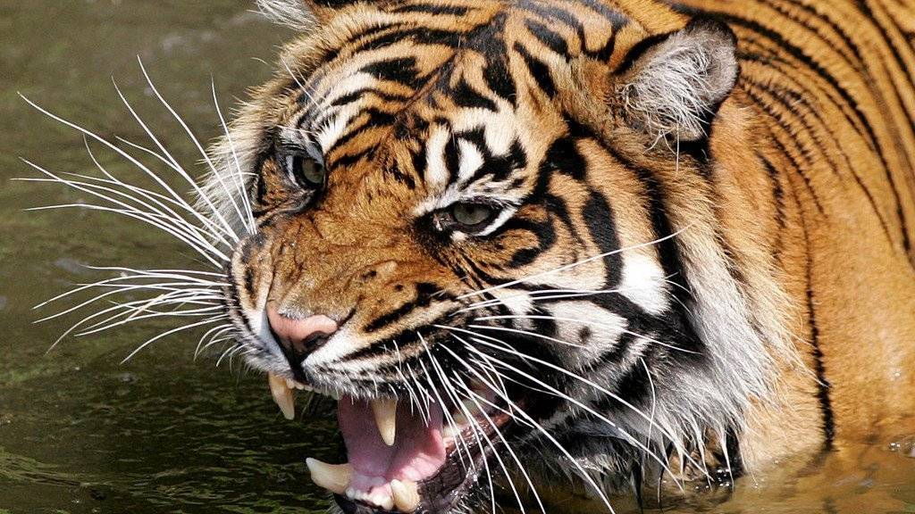 Ein Sumatra-Tiger geniesst ein Erfrischungsbad. (Symbolbild)