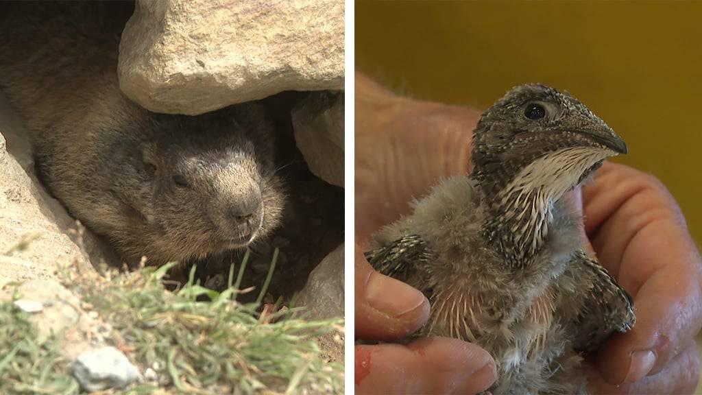  Wildtierbeobachtung in Saas Fee / Alpensegler Kolonie