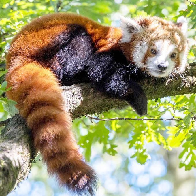 Pandaweibchen Tiang Tang soll im Zoo Zürich für Nachwuchs sorgen