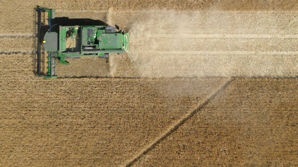 Mehrere EU-Staaten fordern von der Europäischen Kommission Importbeschränkungen für russisches Getreide. (Symbolbild)