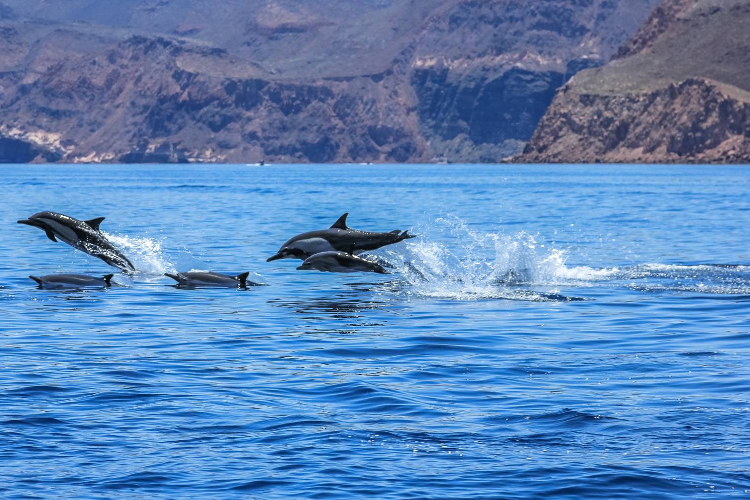 Delfine vor der Küste Mexikos (Bild: iStock)