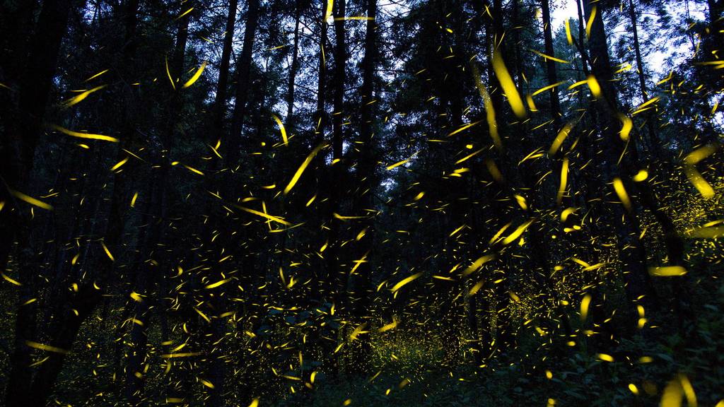Glühwürmchen im Aargau