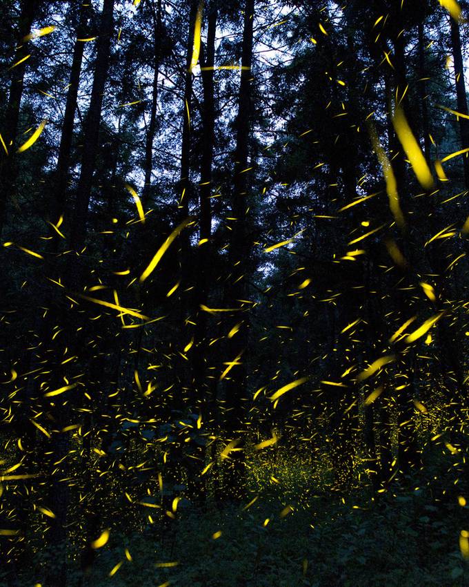 Naturspektakel: Hier kannst du im Aargau Glühwürmchen beobachten