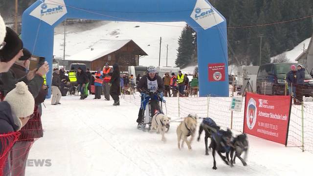 Mit dem Schlittenhund in Richtung Ziel