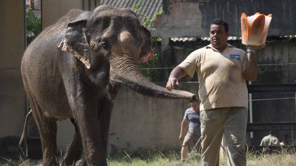 Elefant und Wärter im Zoo von Rio de Janeiro. (Archivbild)
