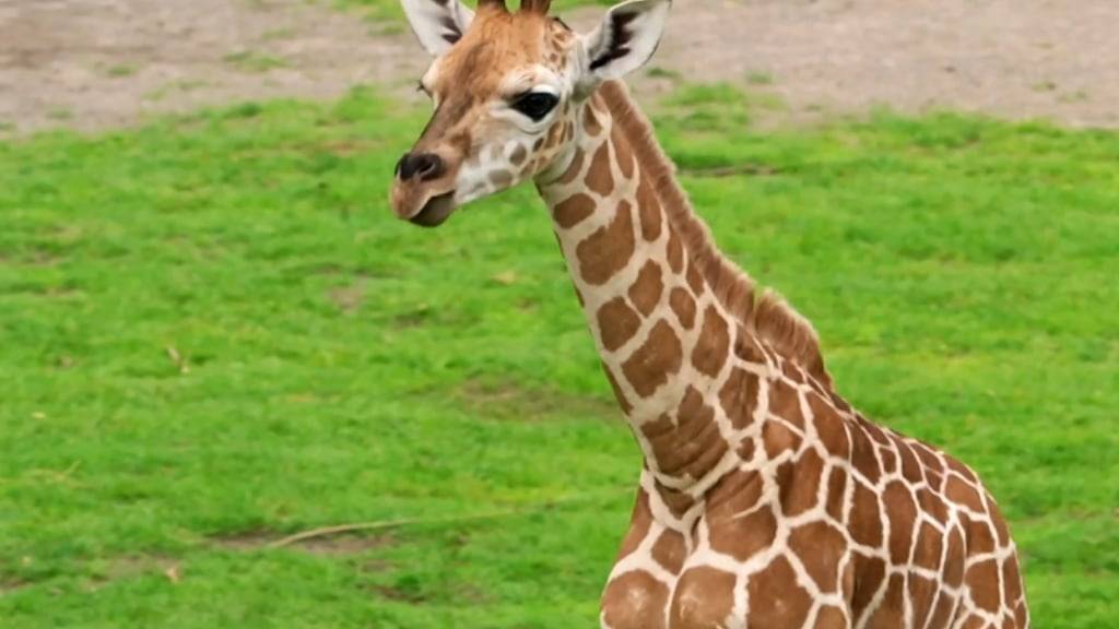 Giraffe ist nicht gleich Giraffe, wie Forscher herausgefunden haben. (Archivbild)