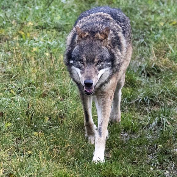 Bundesrat gibt Wolf präventiv zum Abschuss frei