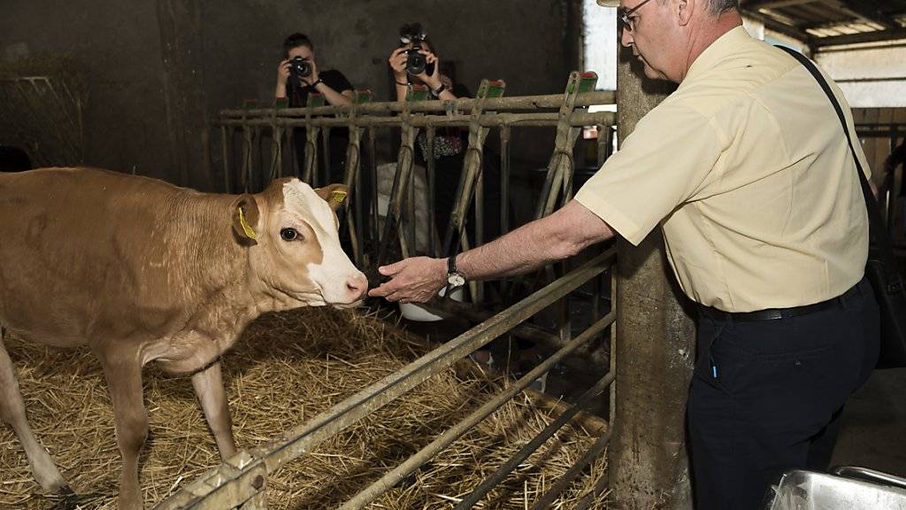 Bundesrat Guy Parmelin besucht einen Bauernhof und macht Bekanntschaft mit einem Kalb.
