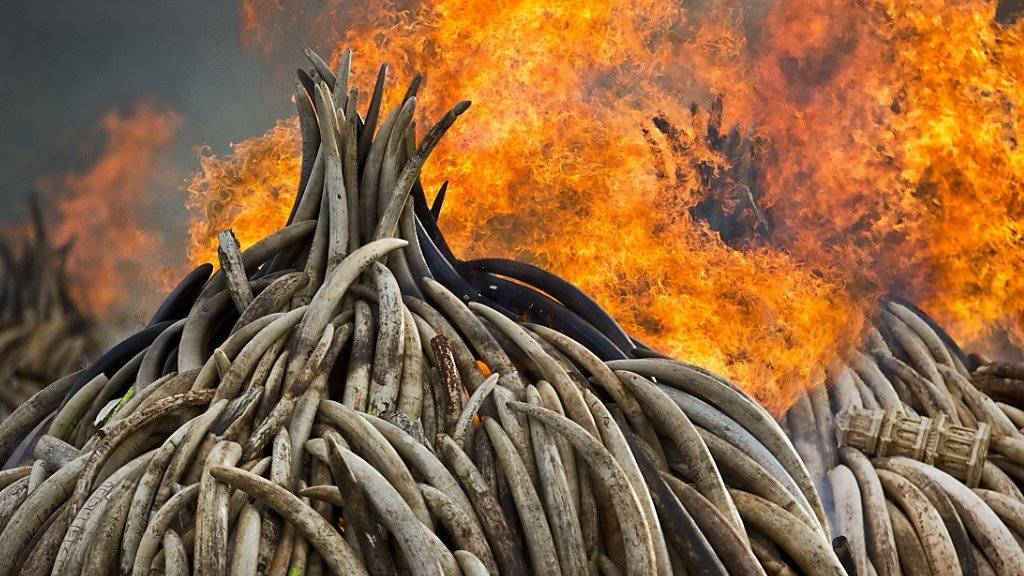 Der Elfenbeinhandel soll künftig auch in nationalen Binnenmärkten verbannt werden. Hier werden in Kenia als Zeichen gegen den Elfenbeinhandel beschlagnahmte Elefantenstosszähne verbrannt. (Archiv)