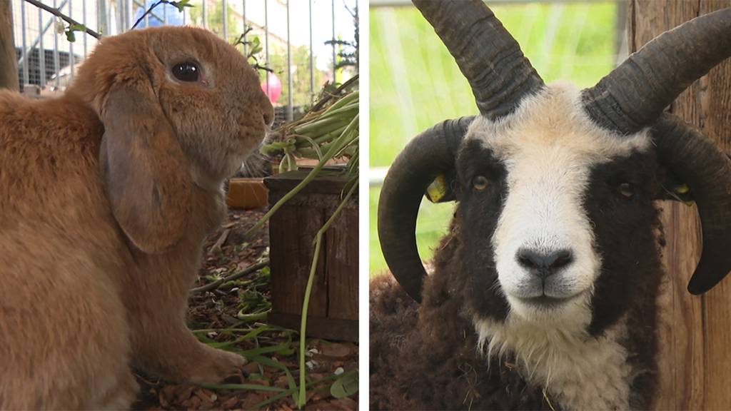  Tierische Haar- und Woll-Lieferanten / Kaninchen Tierheim