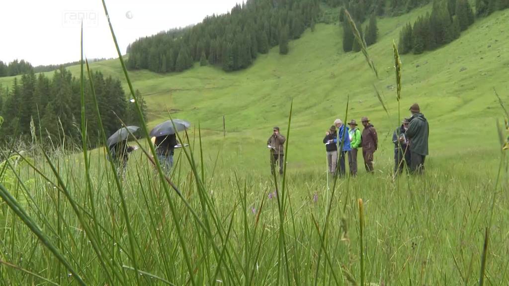 Streit um Alp-Zufahrt: Pro Natura wehrt sich gegen Holzlatten