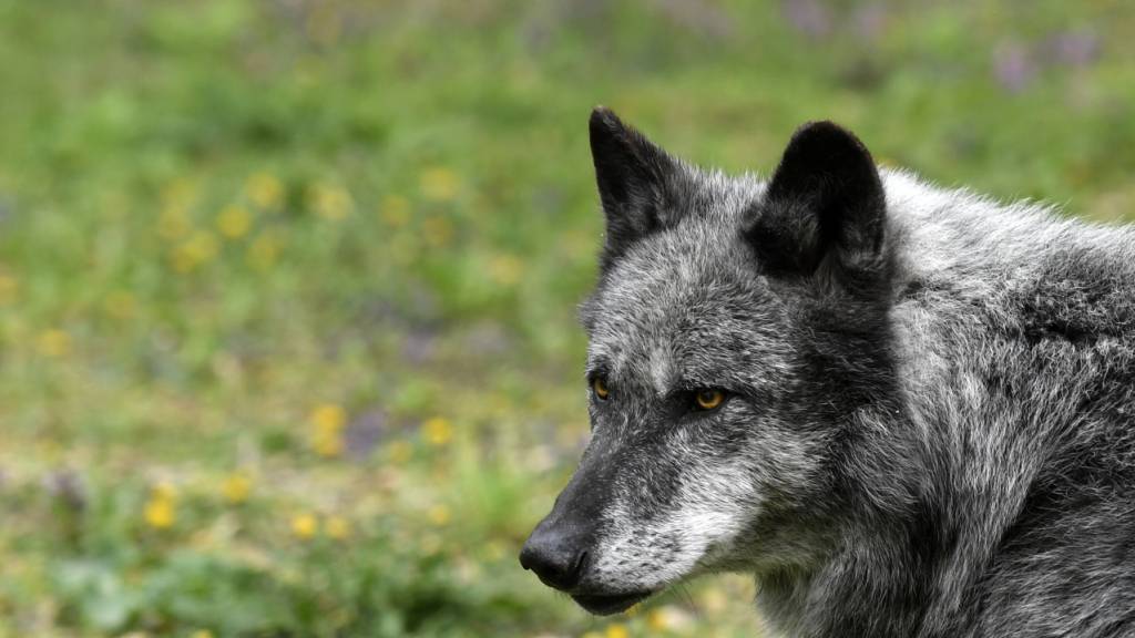 Graubünden hat vom Bundesamt für Umwelt die Erlaubnis erhalten, das Giarsinom-Wolfsrudel vollständig abzuschiessen. (Symbolbild)