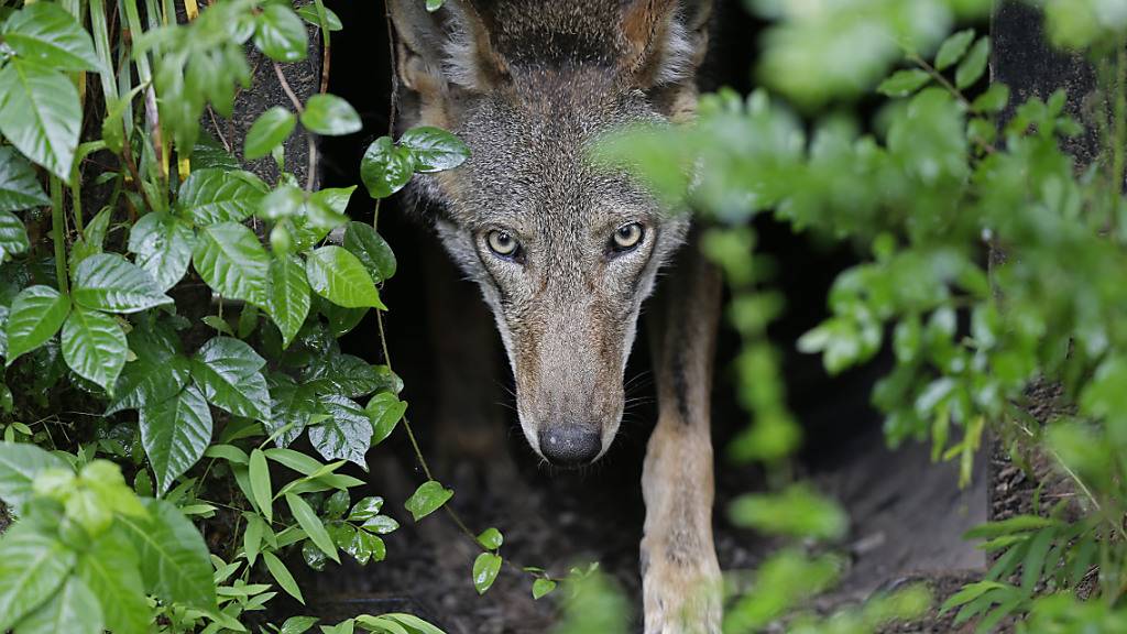 Kanton St. Gallen beantragt Wolfsabschüsse