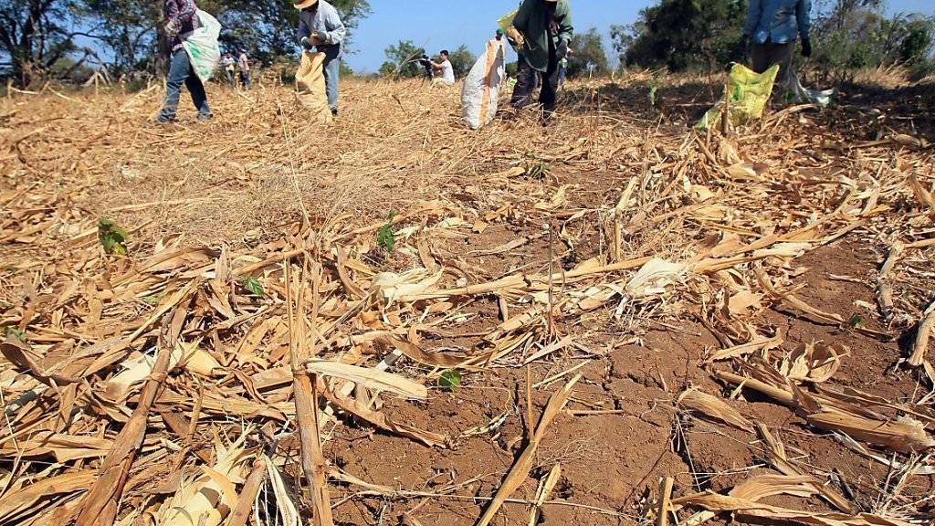 Arbeiter ernten Gemüse auf einer äthiopischen Farm - die Dürre hat einen Grossteil der Ernte zerstört.
