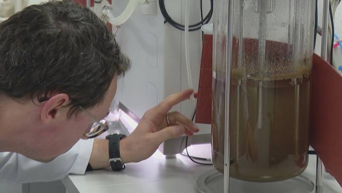 Zürcher Start-Up züchtet Schokolade im Labor